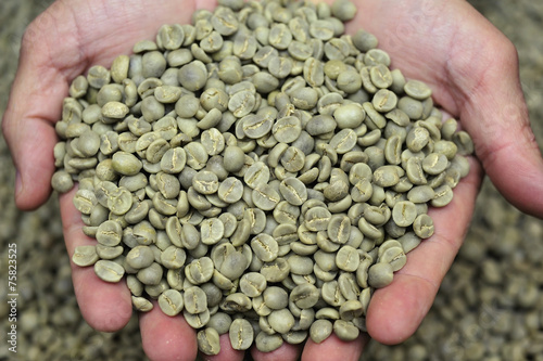 Green coffee beans in farmer’s hand