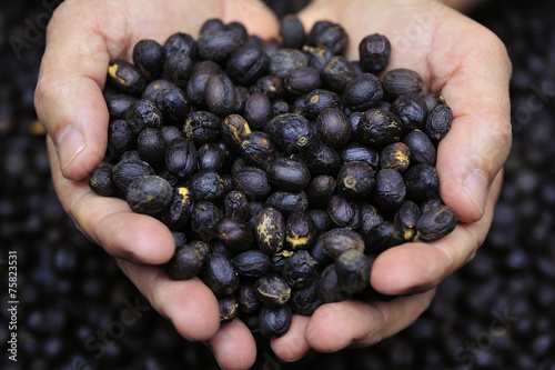coffee beans in farmer's hand