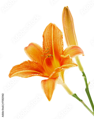 Fototapeta Naklejka Na Ścianę i Meble -  lily or daylily isolated on white