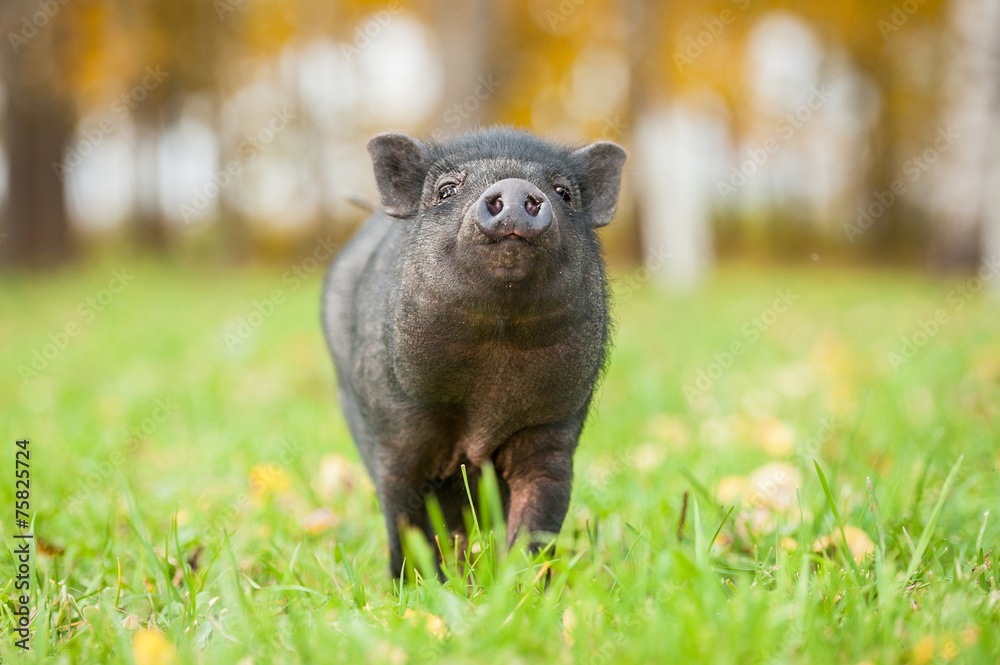Funny mini piggy walking on the grass Funny mini piggy walking on the grass