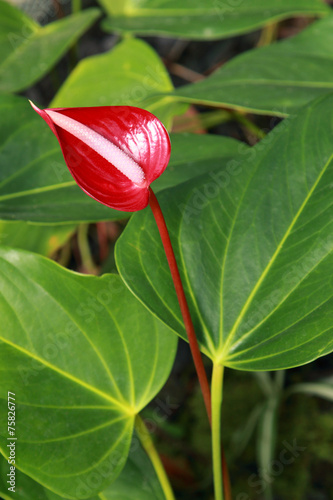 Anthurium 'sonate' (flamingo lily) photo