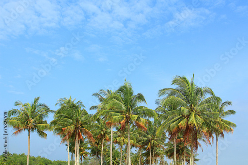 Coconut trees