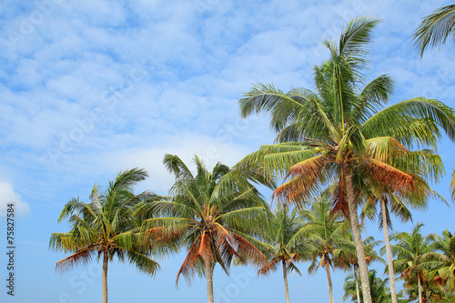 Coconut trees