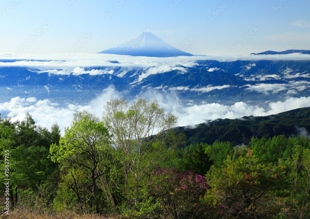 Fototapeta premium Fuji i morze chmur