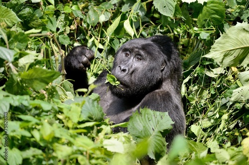 Gorilla in the bush © duelune