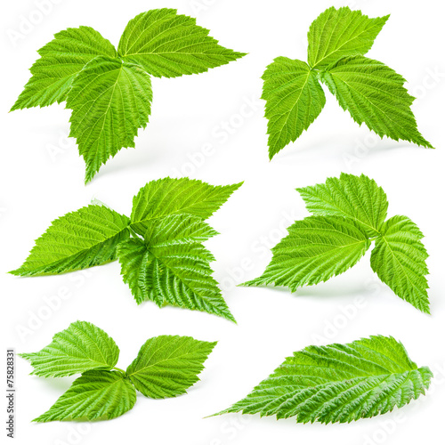 Raspberry leaves isolated on white background