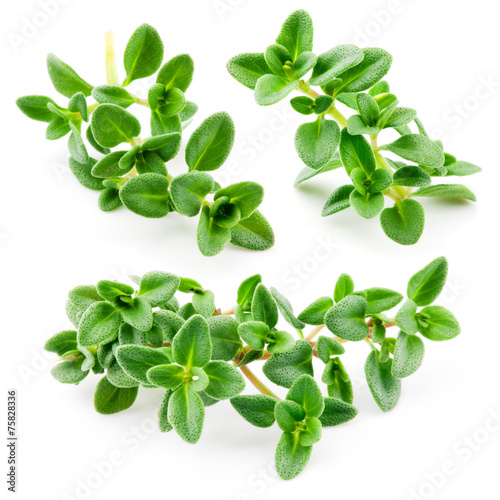 Thyme isolated on white background. Collection