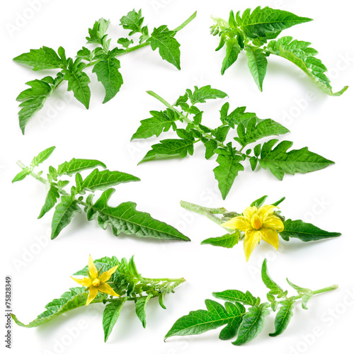Tomato leaves and flowers isolated on white. Collection