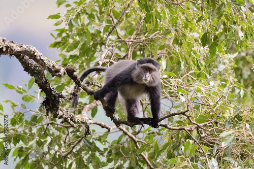 Blue sykes's monkey photo