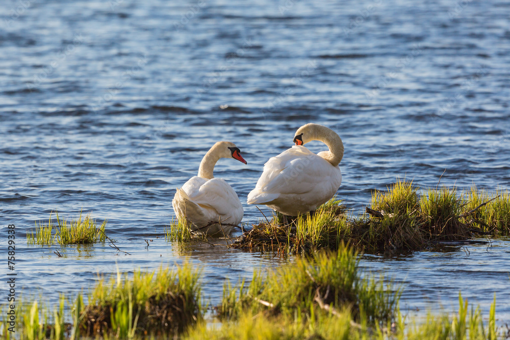 Fototapeta premium Mute swan couple
