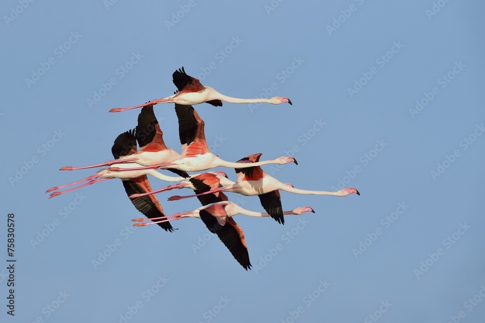 Fototapeta premium Group of greater flamingos flying
