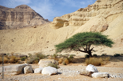 Acacia and bouders photo