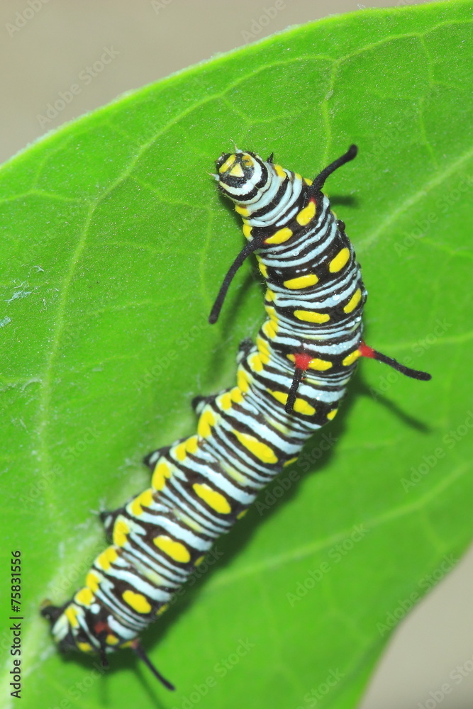 Fototapeta premium Caterpillar on the leaf