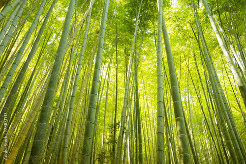 Bamboo Forest in Japan. Bamboo Groove in Arashiyama, Kyoto