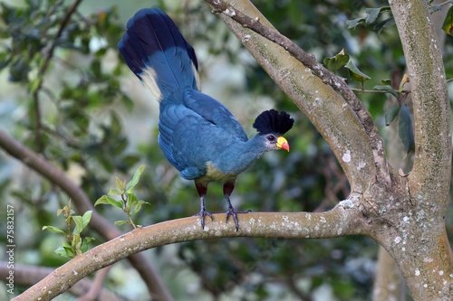Great blue turaco