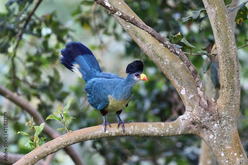 Great blue turaco photo