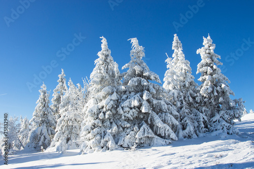 Perfect winter nature