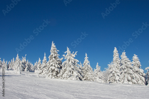 Trees in winter © tempisch