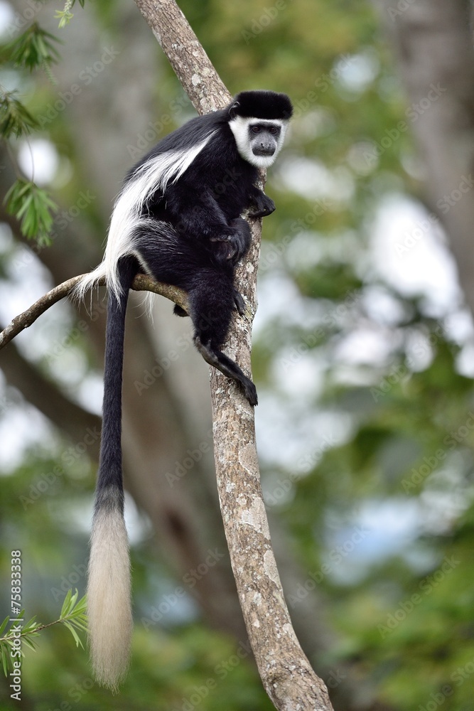 Obraz premium Black-and-white Colobus