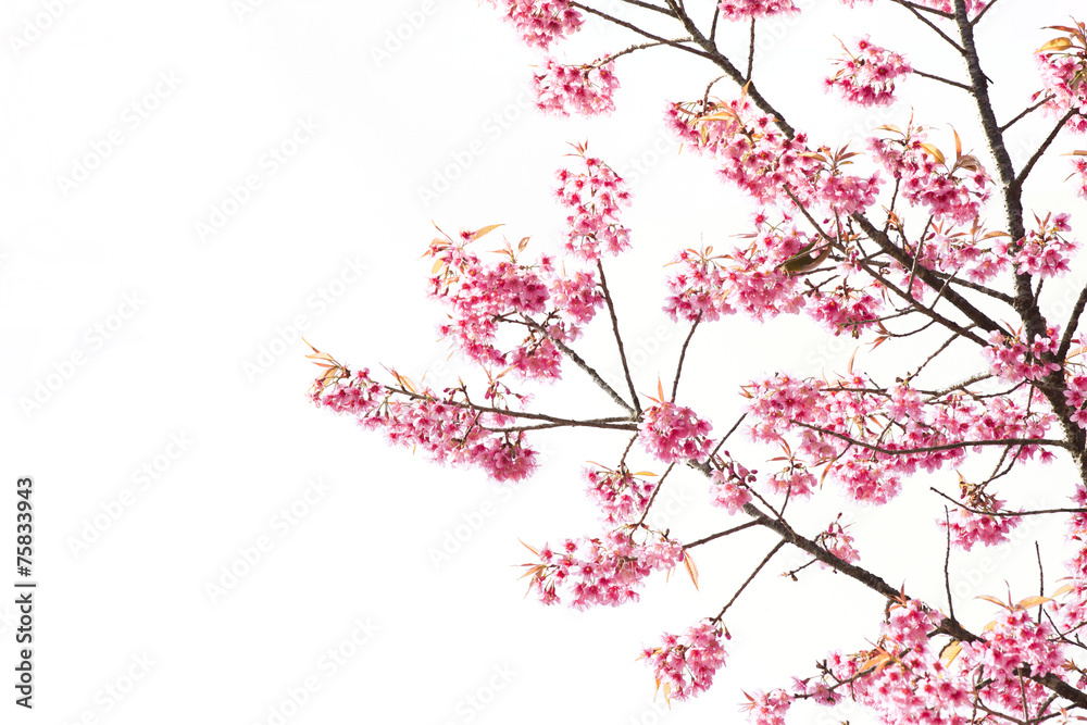 Sakura Flower or Cherry Blossom with Beautiful Background Sakura Flower or Cherry Blossom with Beautiful Background