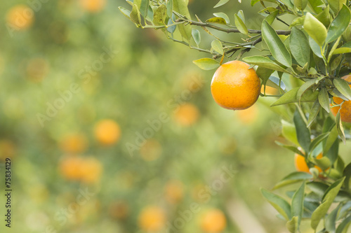 Orange Field. Close up on orange with blur background