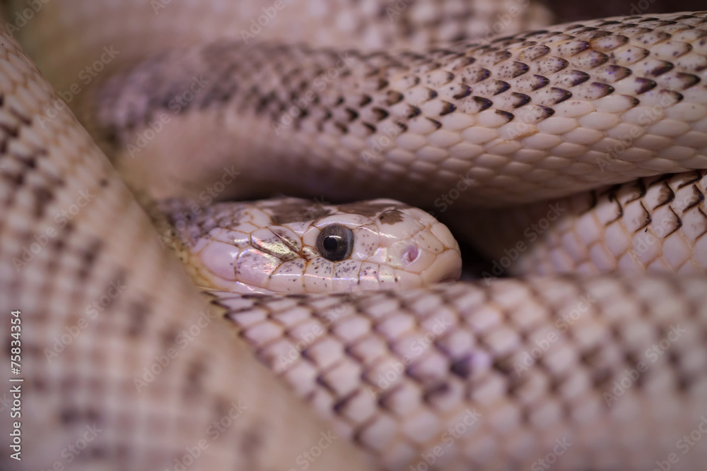 Obraz premium Beige Snake