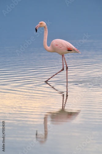 Grater flamingo walking