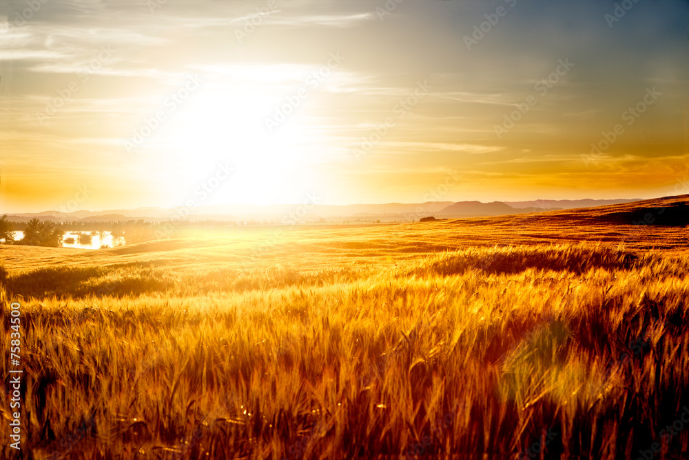 Wheat fields landscape. Agriculture