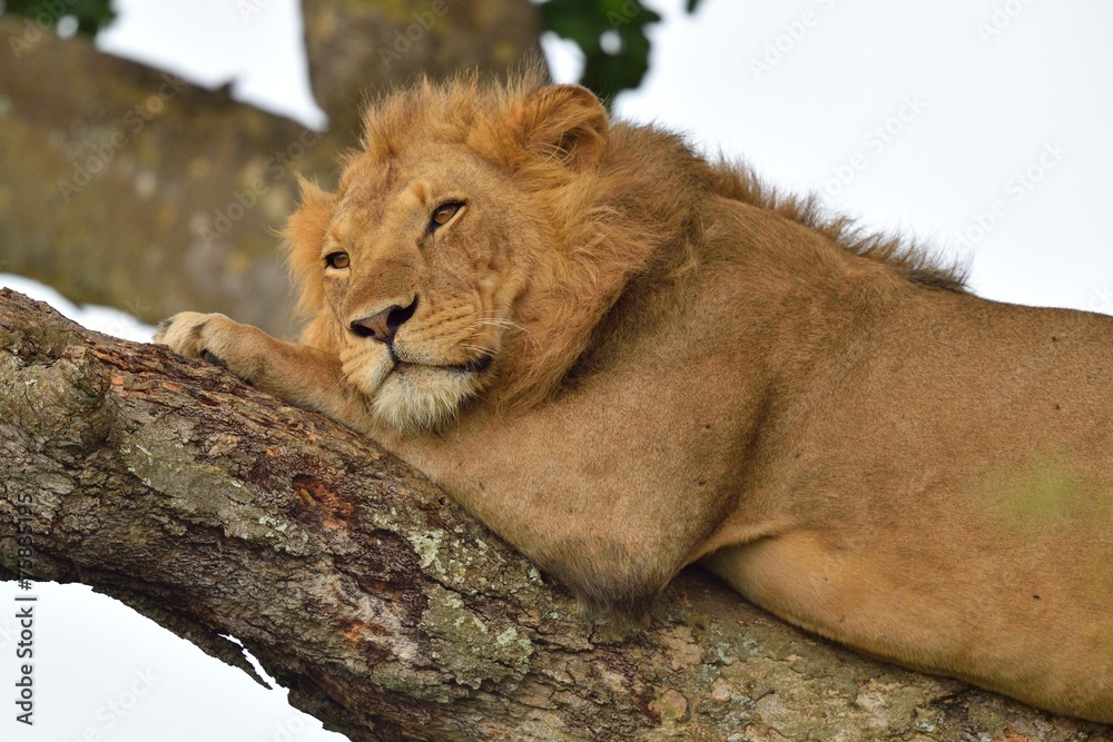 Naklejka premium Tree Climbing Lion resting on a tree