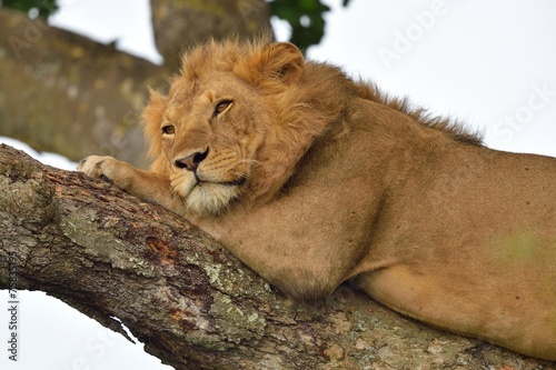 Tree Climbing Lion resting on a tree