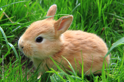 rabbit in the green grass