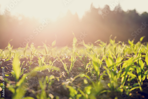 Field of young corn plants backlit by the sun