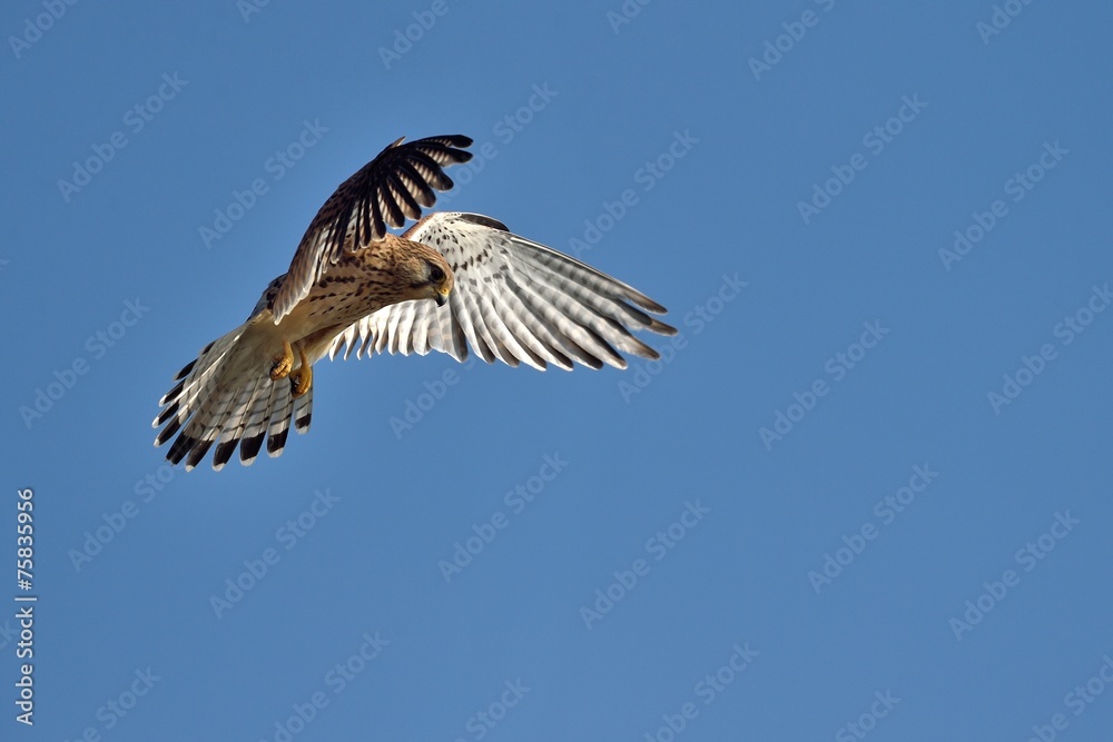 Fototapeta premium Common kestrel