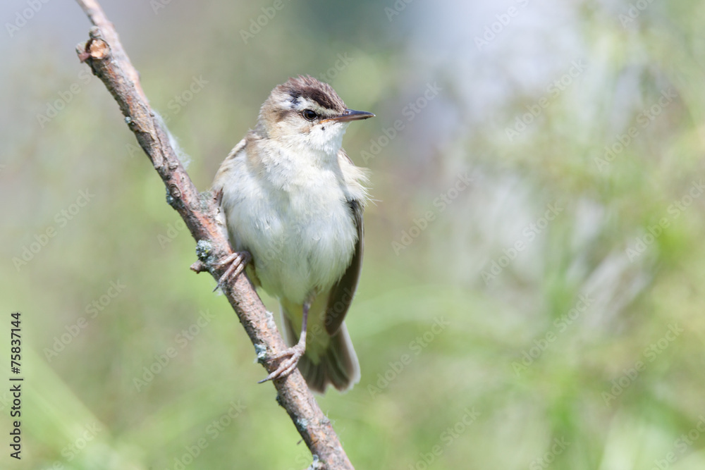 Fototapeta premium Sedge Warbler (Acrocephalus schoenobaenus).