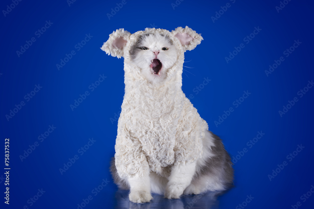 cat dressed as a sheep - a symbol of 2015