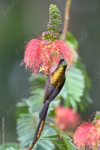 Bronze sunbird photo