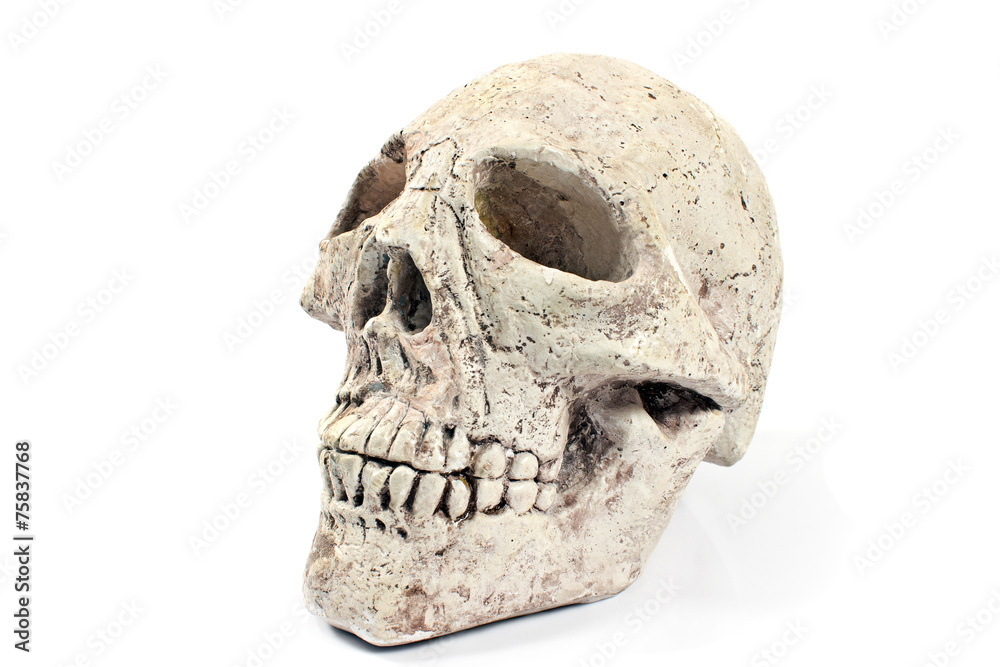 Naklejka premium Human skull made of plaster isolated on white