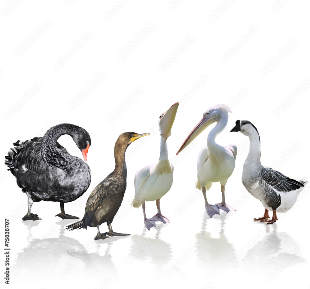Fototapeta premium Waterbirds