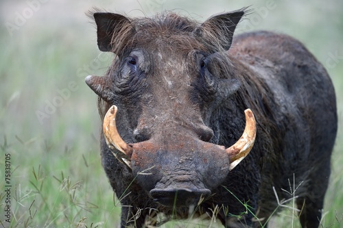 Common warthog photo