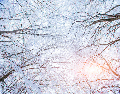 background with snow on branches