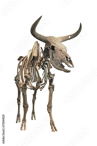 Aurochs skeleton  Bos primigenius 