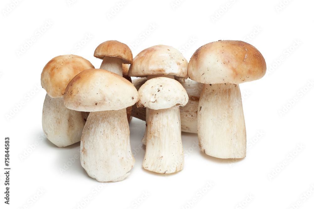 mushrooms isolated on the white background mushrooms isolated on the white background