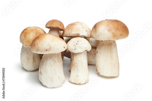mushrooms isolated on the white background