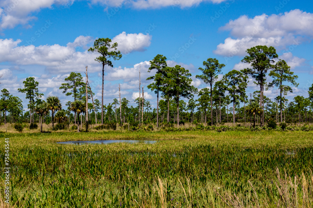 Florida Ecosystem
