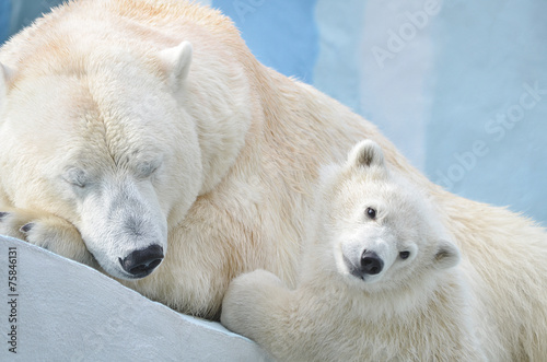 Белая медведица с медвежонком.