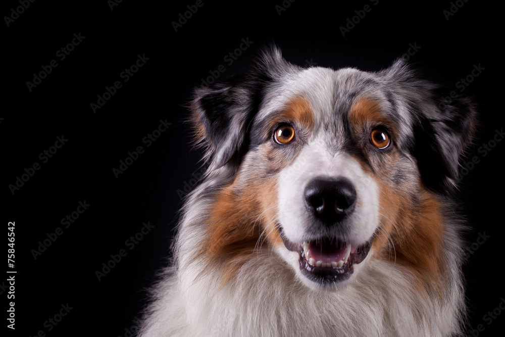 Fototapeta premium treuer Blick