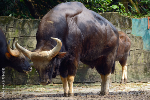 Family of gaur