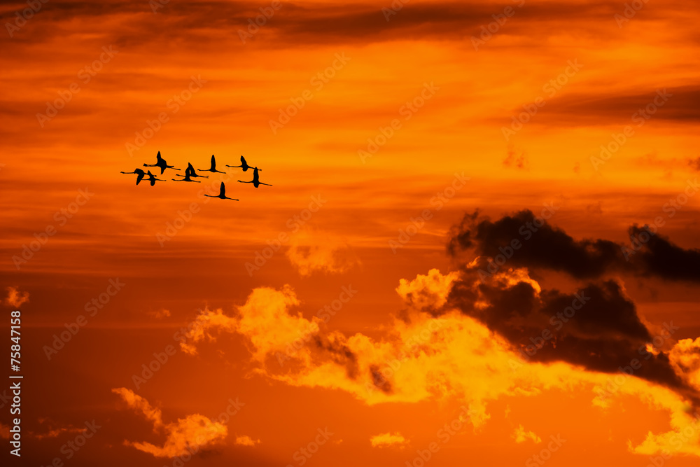 Obraz premium flamingos flying at sunset