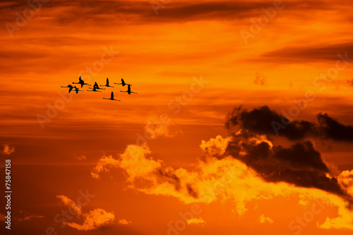 flamingos flying at sunset