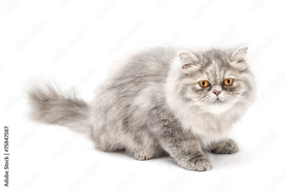 Gatto persiano isolato su sfondo bianco